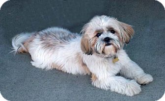 Havanese Mix Dog for Sale in Los Angeles, California - Mr. WIGGLES Havanese Mix Dog for Sale in Los Angeles, California - Mr. WIGGLES