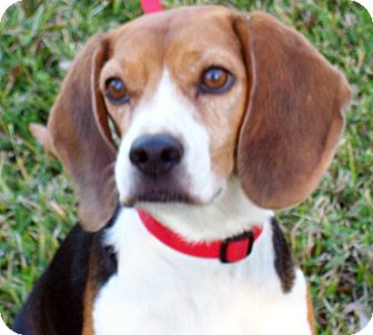 Beagle Dog for Sale in Houston, Texas - Rob Beagle Dog for Sale in Houston, Texas - Rob