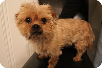 Yorkie, Yorkshire Terrier/Pekingese Mix Dog for Sale in Hamburg, Pennsylvania - Triton Yorkie, Yorkshire Terrier/Pekingese Mix Dog for Sale in Hamburg, Pennsylvania - Triton