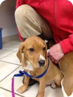 Labrador Retriever/Hound (Unknown Type) Mix Puppy for Sale in Chippewa Falls, Wisconsin - Stormfly Labrador Retriever/Hound (Unknown Type) Mix Puppy for Sale in Chippewa Falls, Wisconsin - Stormfly