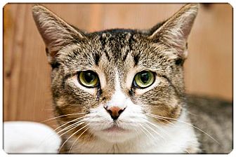Domestic Shorthair Cat for Sale in Sterling Heights, Michigan - Lucy - ADOPTED! Domestic Shorthair Cat for Sale in Sterling Heights, Michigan - Lucy - ADOPTED!