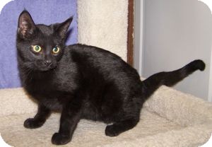 Domestic Shorthair Kitten for Sale in Colorado Springs, Colorado - K-Nicholas1-Jellybean Domestic Shorthair Kitten for Sale in Colorado Springs, Colorado - K-Nicholas1-Jellybean