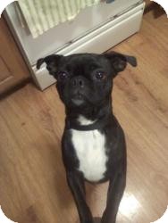 Pug Mix Dog for Sale in Youngstown, Ohio - Pebbles ~ Pending Adoption Pug Mix Dog for Sale in Youngstown, Ohio - Pebbles ~ Pending Adoption