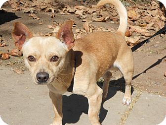 Chihuahua Mix Dog for Sale in Chula Vista, California - Chico Chihuahua Mix Dog for Sale in Chula Vista, California - Chico