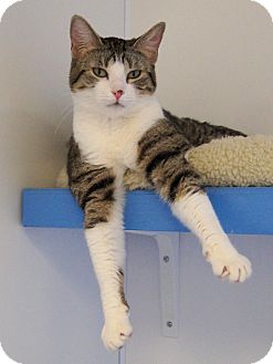 Domestic Shorthair Cat for Sale in Colorado Springs, Colorado - Angelina Domestic Shorthair Cat for Sale in Colorado Springs, Colorado - Angelina