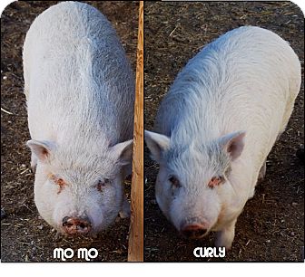 Pig (Potbellied) for Sale in Las Vegas, Nevada - Mo & Curly Pig (Potbellied) for Sale in Las Vegas, Nevada - Mo & Curly