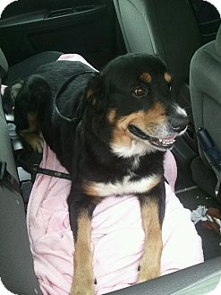 Bernese Mountain Dog/Rottweiler Mix Dog for Sale in Carey, Ohio - BEEBO Bernese Mountain Dog/Rottweiler Mix Dog for Sale in Carey, Ohio - BEEBO