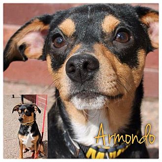 Miniature Pinscher Mix Puppy for Sale in Westland, Michigan - Armondo Miniature Pinscher Mix Puppy for Sale in Westland, Michigan - Armondo