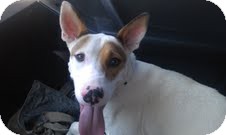 Cattle Dog Mix Dog for Sale in Scottsdale, Arizona - Talulah Cattle Dog Mix Dog for Sale in Scottsdale, Arizona - Talulah
