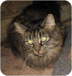 Domestic Longhair Cat for Sale in Warminster, Pennsylvania - Alice Domestic Longhair Cat for Sale in Warminster, Pennsylvania - Alice