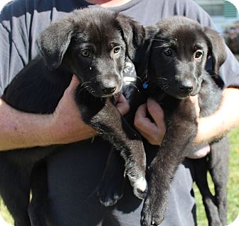 Labrador Retriever Mix Puppy for Sale in Oldsmar, Florida - TATUM & TINY Labrador Retriever Mix Puppy for Sale in Oldsmar, Florida - TATUM & TINY