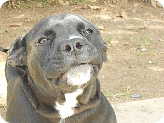 American Pit Bull Terrier Mix Puppy for Sale in Chula Vista, California - Bonnie American Pit Bull Terrier Mix Puppy for Sale in Chula Vista, California - Bonnie