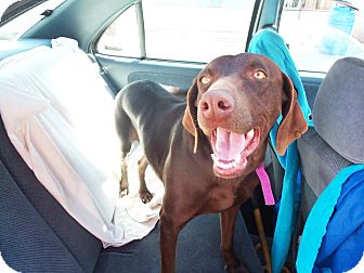 Labrador Retriever Mix Dog for Sale in San Diego, California - Duchess Labrador Retriever Mix Dog for Sale in San Diego, California - Duchess