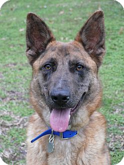 German Shepherd Dog/Dutch Shepherd Mix Dog for Sale in Nashville, Tennessee - Gunter German Shepherd Dog/Dutch Shepherd Mix Dog for Sale in Nashville, Tennessee - Gunter