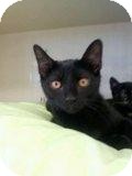 Bombay Kitten for Sale in Mesa, Arizona - Sudari Bombay Kitten for Sale in Mesa, Arizona - Sudari