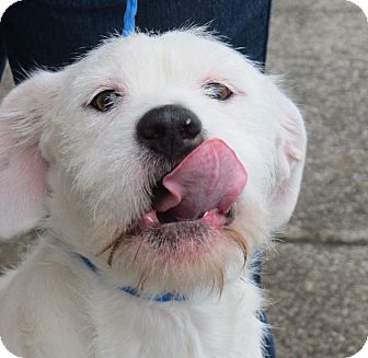 Old English Sheepdog/Terrier (Unknown Type, Medium) Mix Puppy for Sale in Washington, D.C. - Beckett Old English Sheepdog/Terrier (Unknown Type, Medium) Mix Puppy for Sale in Washington, D.C. - Beckett