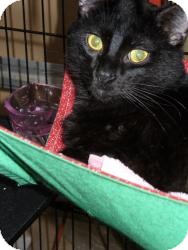Domestic Shorthair Cat for Sale in Bentonville, Arkansas - Andy Domestic Shorthair Cat for Sale in Bentonville, Arkansas - Andy