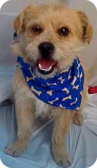 Terrier (Unknown Type, Small) Mix Puppy for Sale in Thousand Oaks, California - Baxter Terrier (Unknown Type, Small) Mix Puppy for Sale in Thousand Oaks, California - Baxter