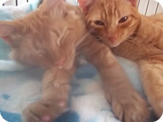 Domestic Longhair Kitten for Sale in Glen cove, New York - WE WANT 2 B TOGETHER Domestic Longhair Kitten for Sale in Glen cove, New York - WE WANT 2 B TOGETHER