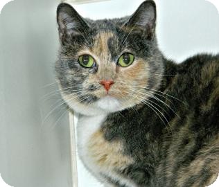 Domestic Shorthair Cat for Sale in Cheyenne, Wyoming - Heidi Domestic Shorthair Cat for Sale in Cheyenne, Wyoming - Heidi