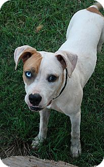 Pit Bull Terrier/Terrier (Unknown Type, Medium) Mix Dog for Sale in Greensboro, Georgia - Apple Pit Bull Terrier/Terrier (Unknown Type, Medium) Mix Dog for Sale in Greensboro, Georgia - Apple