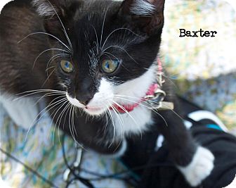 Domestic Shorthair Kitten for Sale in santa monica, California - Baxter Domestic Shorthair Kitten for Sale in santa monica, California - Baxter