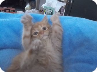 Domestic Shorthair Kitten for Sale in douglaston, New York - strike a pose Domestic Shorthair Kitten for Sale in douglaston, New York - strike a pose