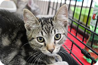 Domestic Shorthair Kitten for Sale in santa monica, California - Juniper Domestic Shorthair Kitten for Sale in santa monica, California - Juniper