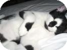 Domestic Shorthair Cat for Sale in Winter Haven, Florida - Smudge, Sylvester and Gabby Domestic Shorthair Cat for Sale in Winter Haven, Florida - Smudge, Sylvester and Gabby