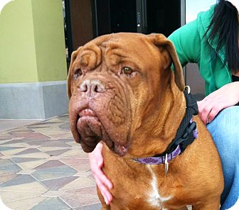 Dogue de Bordeaux Dog for Sale in Phoenix, Arizona - Sophie Dogue de Bordeaux Dog for Sale in Phoenix, Arizona - Sophie