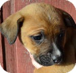 Boxer/Labrador Retriever Mix Puppy for Sale in Manchester, Connecticut - Blaze ADOPITON PENDING Boxer/Labrador Retriever Mix Puppy for Sale in Manchester, Connecticut - Blaze ADOPITON PENDING
