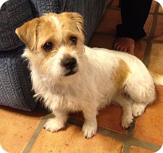 Jack Russell Terrier/Tibetan Terrier Mix Dog for Sale in Scottsdale, Arizona - SADIE V Jack Russell Terrier/Tibetan Terrier Mix Dog for Sale in Scottsdale, Arizona - SADIE V