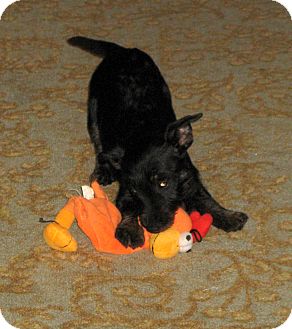 Scottie, Scottish Terrier/Miniature Pinscher Mix Puppy for Sale in Pulaski, Tennessee - Kid Tested - Mom Approved!!! Scottie, Scottish Terrier/Miniature Pinscher Mix Puppy for Sale in Pulaski, Tennessee - Kid Tested - Mom Approved!!!