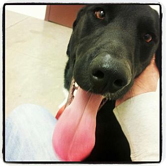 Labrador Retriever/Border Collie Mix Dog for Sale in Scottsdale, Arizona - Elliot Labrador Retriever/Border Collie Mix Dog for Sale in Scottsdale, Arizona - Elliot