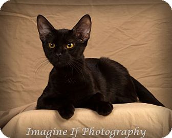 Domestic Shorthair Kitten for Sale in Edmond, Oklahoma - Cosmo Domestic Shorthair Kitten for Sale in Edmond, Oklahoma - Cosmo