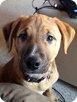 German Shepherd Dog/Labrador Retriever Mix Puppy for Sale in Westland, Michigan - Mistletoe German Shepherd Dog/Labrador Retriever Mix Puppy for Sale in Westland, Michigan - Mistletoe