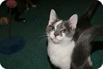 Domestic Shorthair Kitten for Sale in Bensalem, Pennsylvania - Friendly Domestic Shorthair Kitten for Sale in Bensalem, Pennsylvania - Friendly
