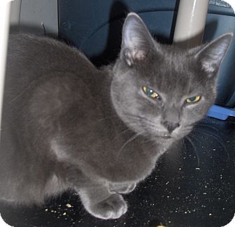 Domestic Shorthair Kitten for Sale in Middletown, Connecticut - Spirit Domestic Shorthair Kitten for Sale in Middletown, Connecticut - Spirit