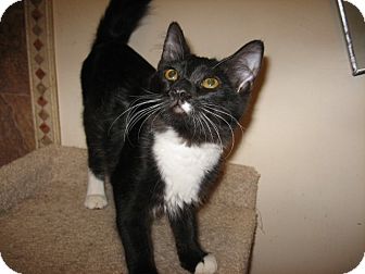 Domestic Longhair Cat for Sale in Fountain Hills, Arizona - MINDY Domestic Longhair Cat for Sale in Fountain Hills, Arizona - MINDY
