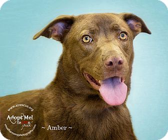 Labrador Retriever Mix Dog for Sale in Phoenix, Arizona - Amber Labrador Retriever Mix Dog for Sale in Phoenix, Arizona - Amber