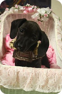 Dachshund Mix Puppy for Sale in Marietta, Georgia - Emmy Dachshund Mix Puppy for Sale in Marietta, Georgia - Emmy