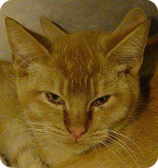 Domestic Shorthair Kitten for Sale in El Cajon, California - Rajah Domestic Shorthair Kitten for Sale in El Cajon, California - Rajah
