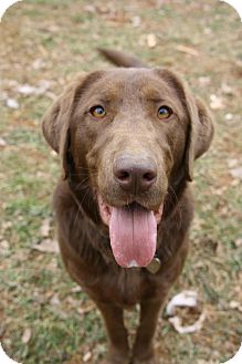 Labrador Retriever Mix Dog for Sale in Sussex, New Jersey - Gretchen $100 off adopt fee Labrador Retriever Mix Dog for Sale in Sussex, New Jersey - Gretchen $100 off adopt fee