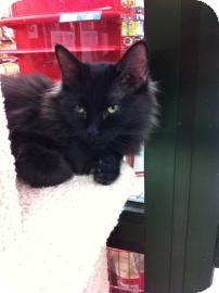 Domestic Longhair Cat for Sale in Fountain Hills, Arizona - MILO Domestic Longhair Cat for Sale in Fountain Hills, Arizona - MILO