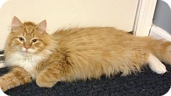 Maine Coon Kitten for Sale in Pittstown, New Jersey - Charm Maine Coon Kitten for Sale in Pittstown, New Jersey - Charm
