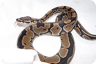 Snake for Sale in Richmond, British Columbia - Dodger Snake for Sale in Richmond, British Columbia - Dodger