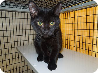 Domestic Shorthair Cat for Sale in Medina, Ohio - Rex Domestic Shorthair Cat for Sale in Medina, Ohio - Rex