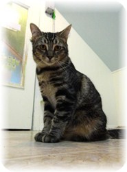 Domestic Shorthair Kitten for Sale in Shelton, Washington - Lelee Domestic Shorthair Kitten for Sale in Shelton, Washington - Lelee