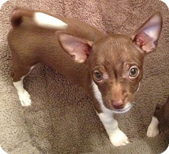 Chihuahua Puppy for Sale in Orlando, Florida - Chispy#3M Chihuahua Puppy for Sale in Orlando, Florida - Chispy#3M