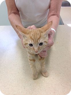 Domestic Shorthair Kitten for Sale in Ft. Lauderdale, Florida - Rusty Domestic Shorthair Kitten for Sale in Ft. Lauderdale, Florida - Rusty